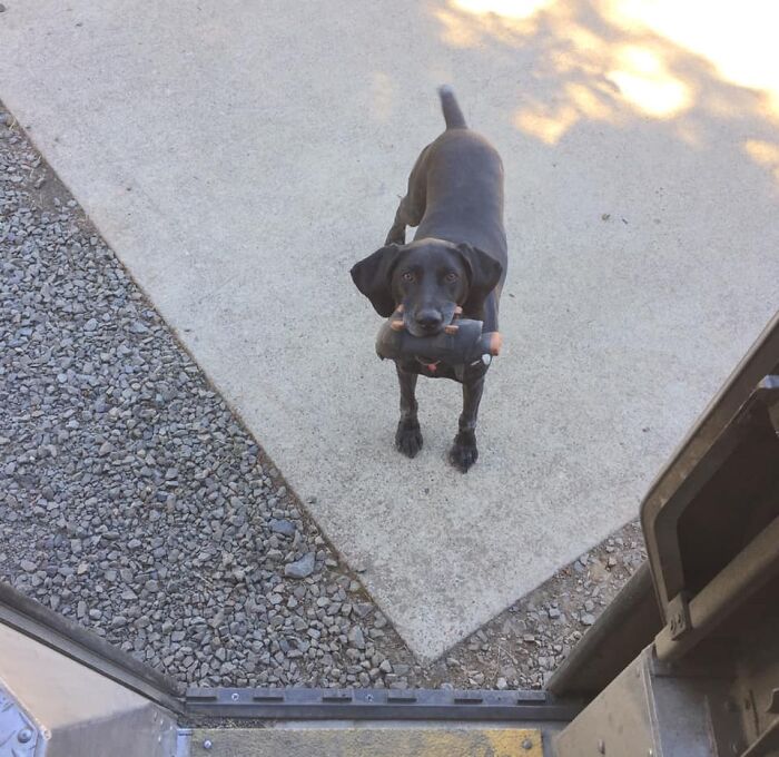 UPS-Delivery-Driver-Dogs-Scott-Hodges