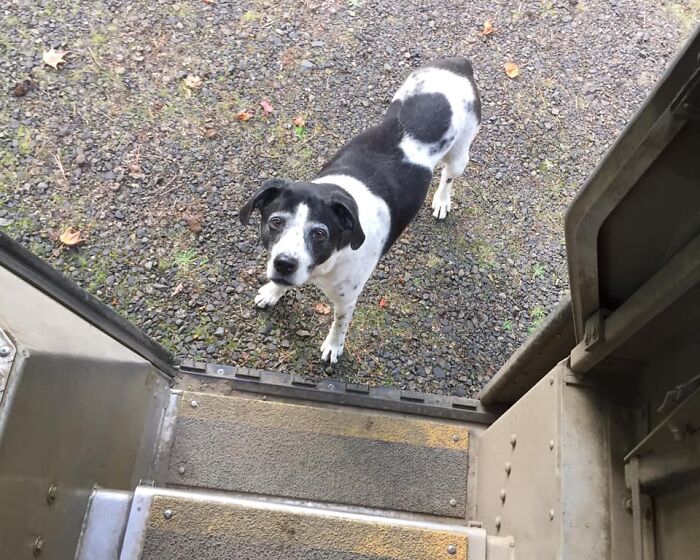 UPS-Delivery-Driver-Dogs-Scott-Hodges