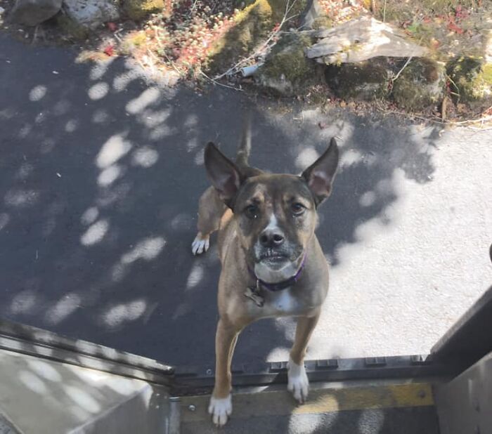 UPS-Delivery-Driver-Dogs-Scott-Hodges