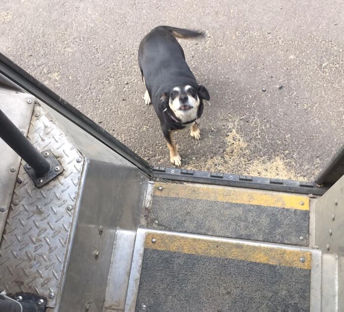 UPS-Delivery-Driver-Dogs-Scott-Hodges