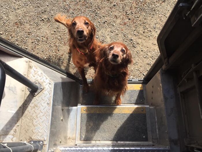 UPS-Delivery-Driver-Dogs-Scott-Hodges