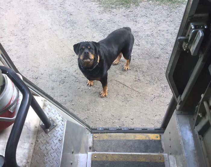 UPS-Delivery-Driver-Dogs-Scott-Hodges