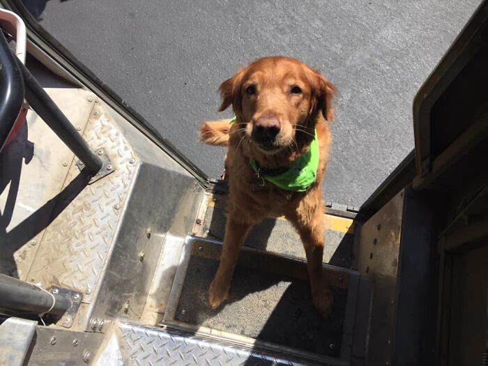 UPS-Delivery-Driver-Dogs-Scott-Hodges