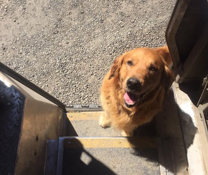 UPS-Delivery-Driver-Dogs-Scott-Hodges