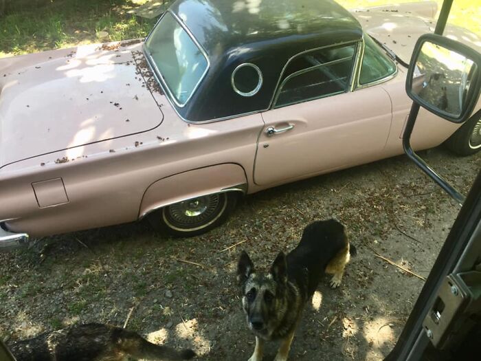 UPS-Delivery-Driver-Dogs-Scott-Hodges