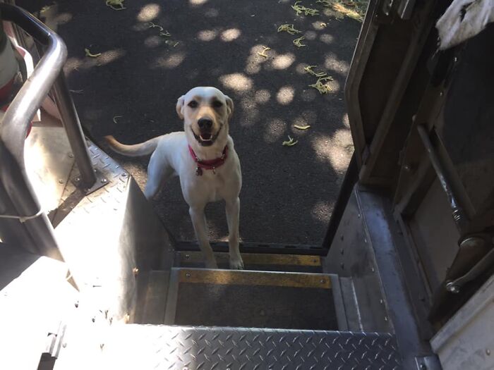 UPS-Delivery-Driver-Dogs-Scott-Hodges