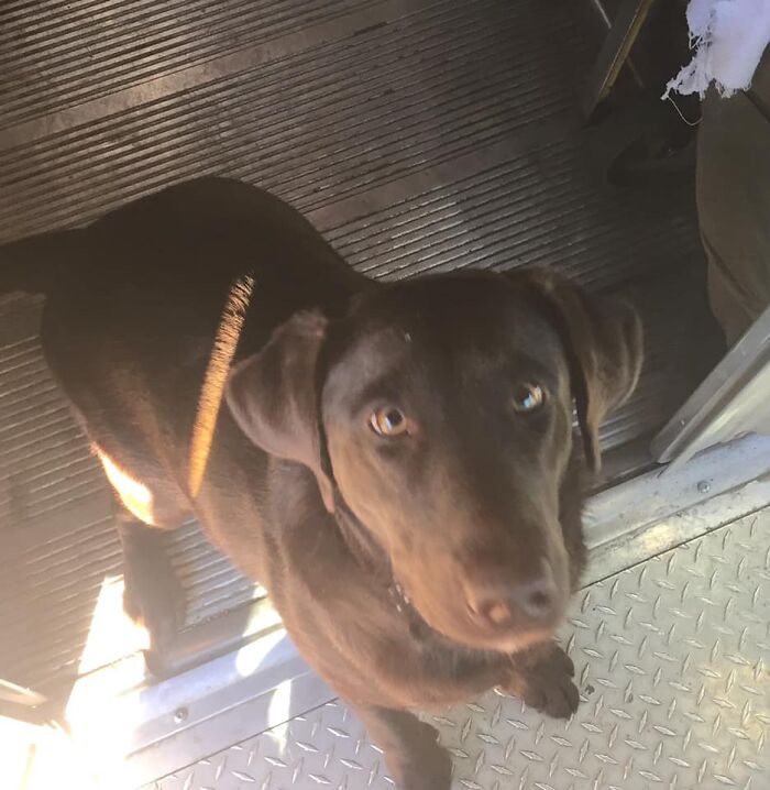 UPS-Delivery-Driver-Dogs-Scott-Hodges