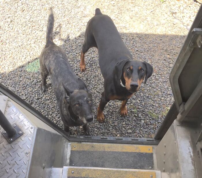 UPS-Delivery-Driver-Dogs-Scott-Hodges