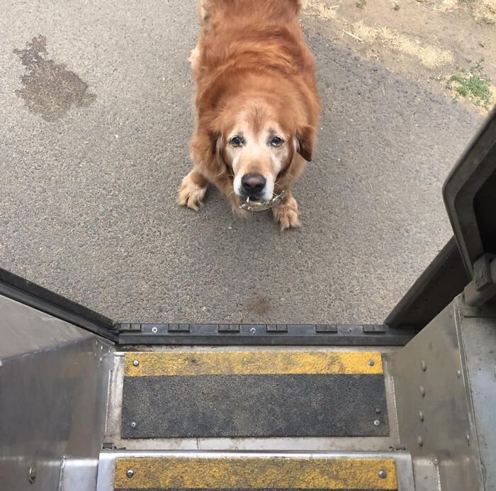 UPS-Delivery-Driver-Dogs-Scott-Hodges