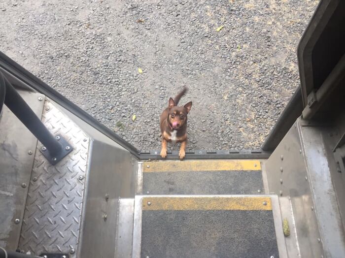 UPS-Delivery-Driver-Dogs-Scott-Hodges