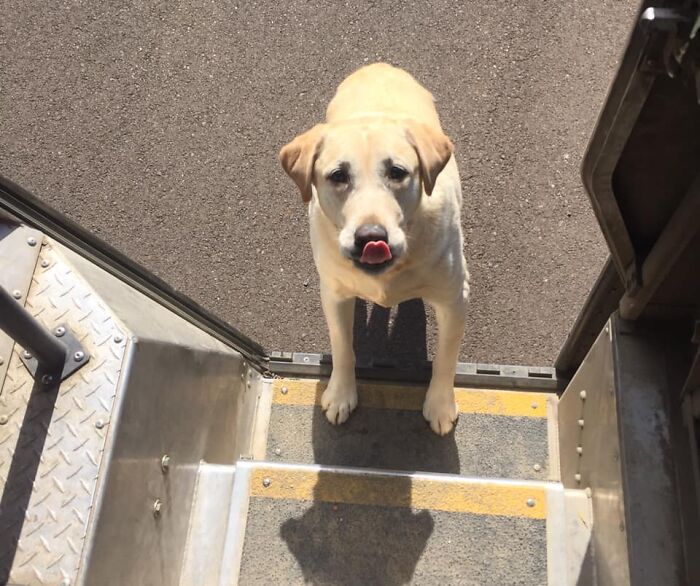 UPS-Delivery-Driver-Dogs-Scott-Hodges