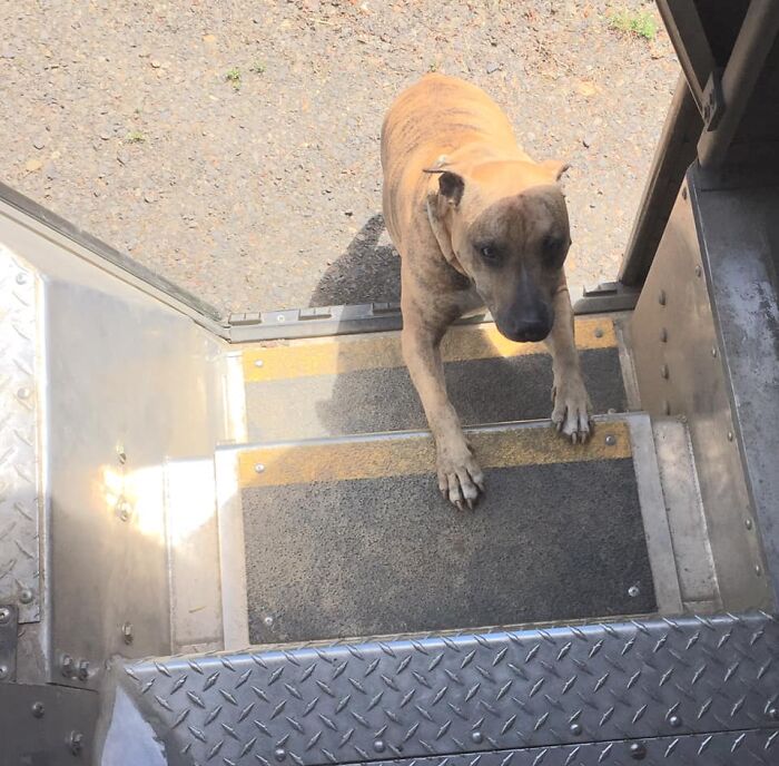 UPS-Delivery-Driver-Dogs-Scott-Hodges