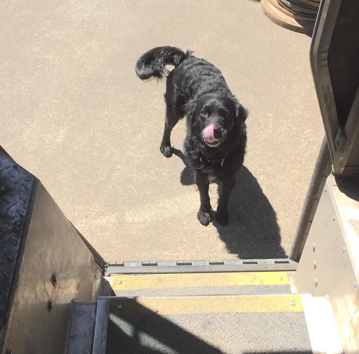 UPS-Delivery-Driver-Dogs-Scott-Hodges