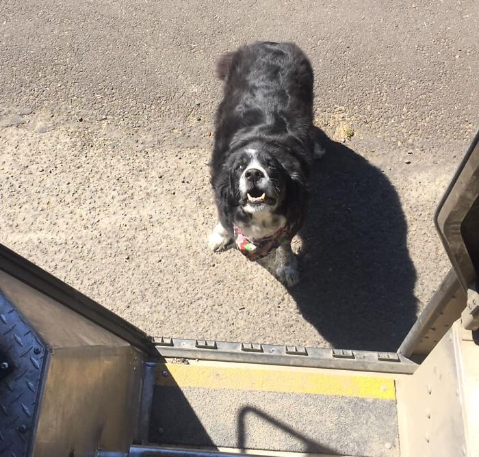 UPS-Delivery-Driver-Dogs-Scott-Hodges