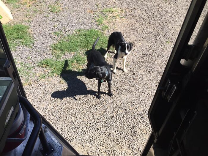 UPS-Delivery-Driver-Dogs-Scott-Hodges