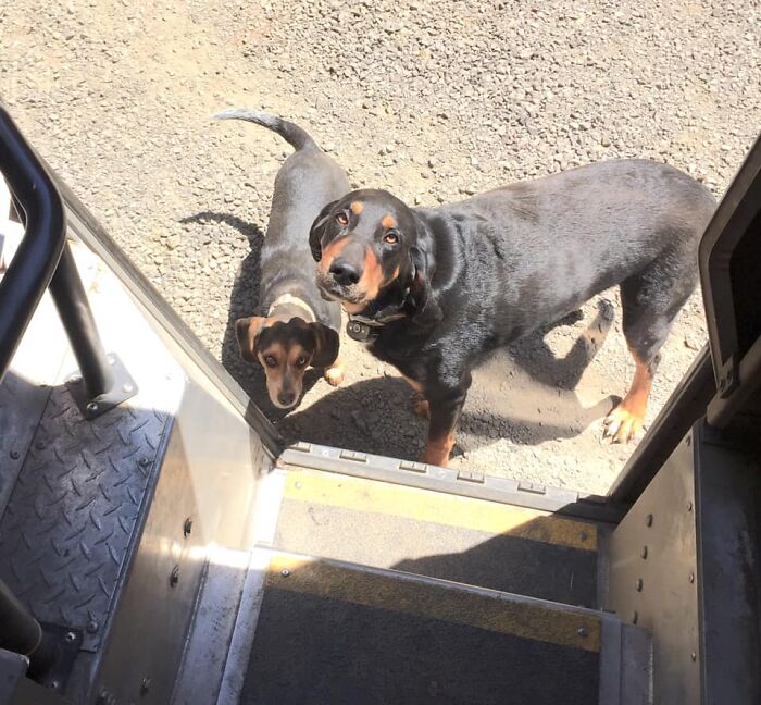 UPS-Delivery-Driver-Dogs-Scott-Hodges