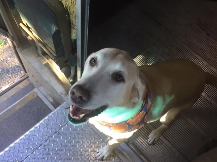 UPS-Delivery-Driver-Dogs-Scott-Hodges