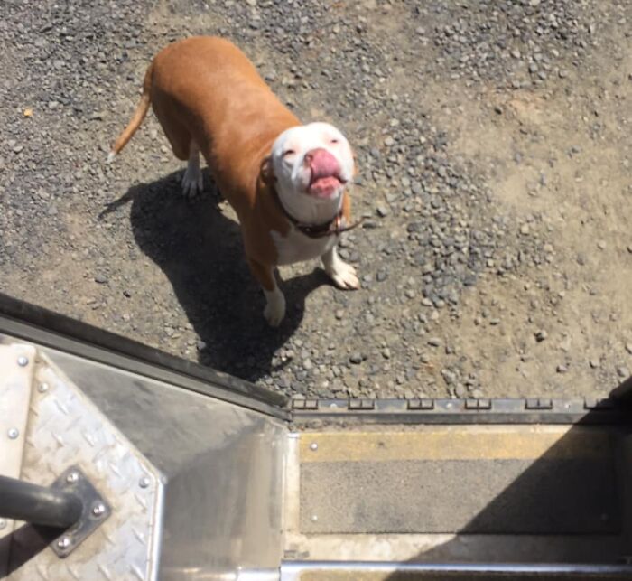 UPS-Delivery-Driver-Dogs-Scott-Hodges