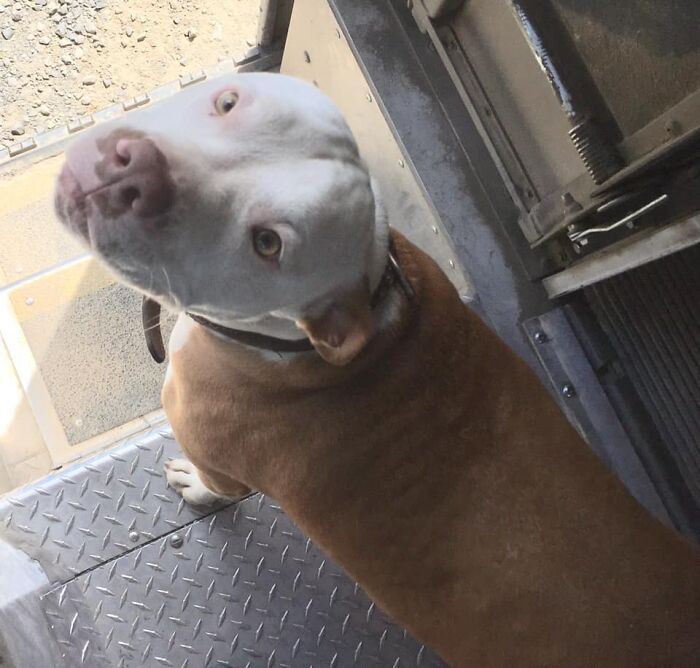 UPS-Delivery-Driver-Dogs-Scott-Hodges