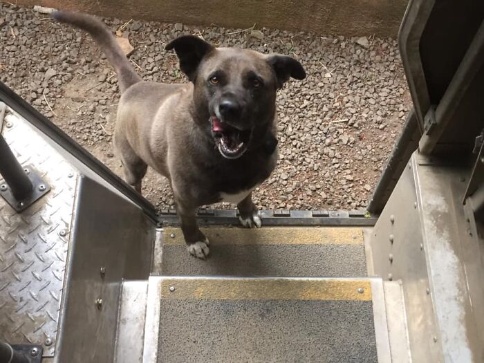 UPS-Delivery-Driver-Dogs-Scott-Hodges