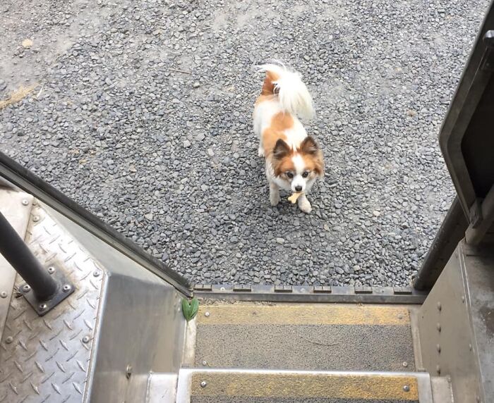 UPS-Delivery-Driver-Dogs-Scott-Hodges