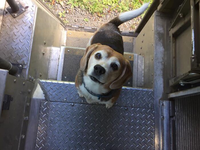 UPS-Delivery-Driver-Dogs-Scott-Hodges