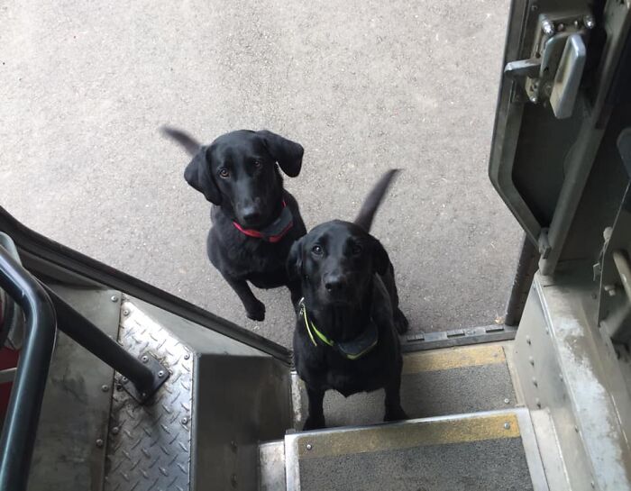 UPS-Delivery-Driver-Dogs-Scott-Hodges