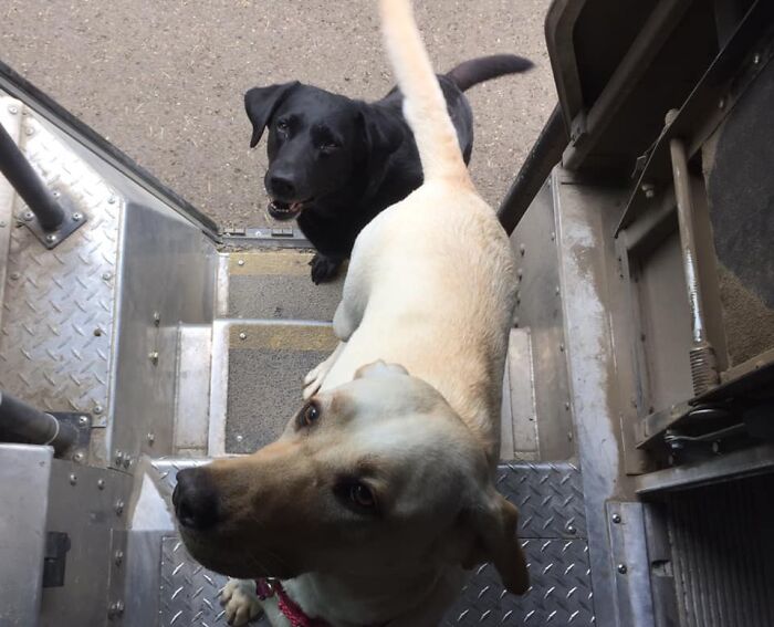 UPS-Delivery-Driver-Dogs-Scott-Hodges