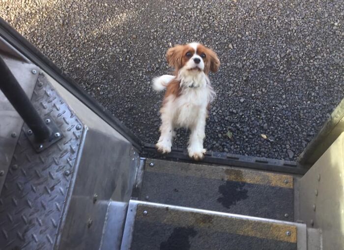 UPS-Delivery-Driver-Dogs-Scott-Hodges