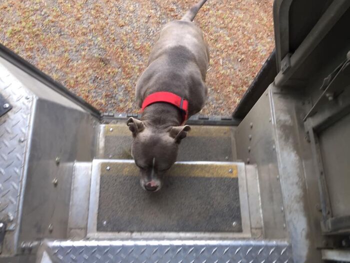 UPS-Delivery-Driver-Dogs-Scott-Hodges