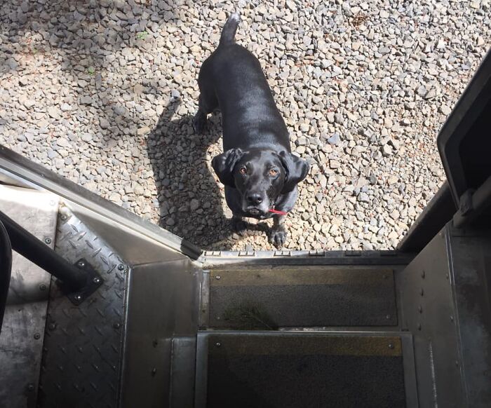 UPS-Delivery-Driver-Dogs-Scott-Hodges