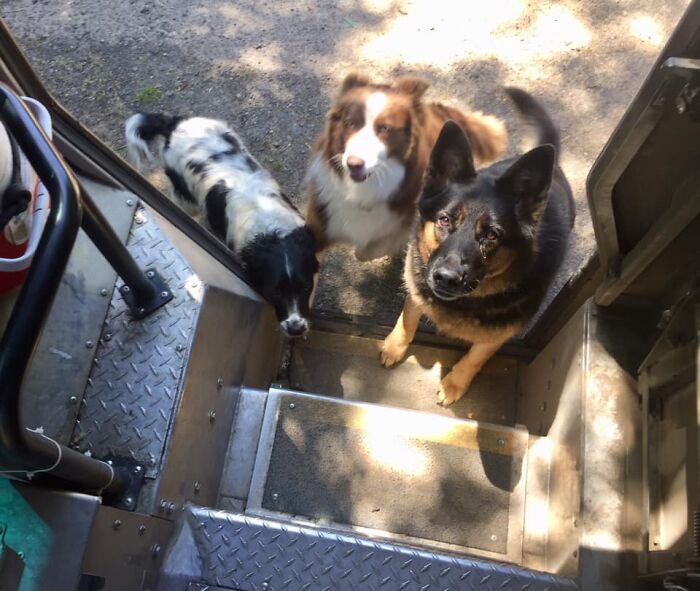 UPS-Delivery-Driver-Dogs-Scott-Hodges