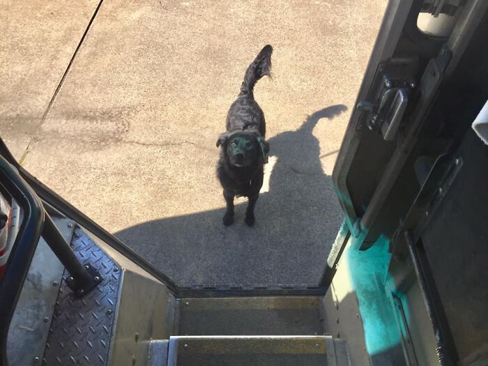 UPS-Delivery-Driver-Dogs-Scott-Hodges