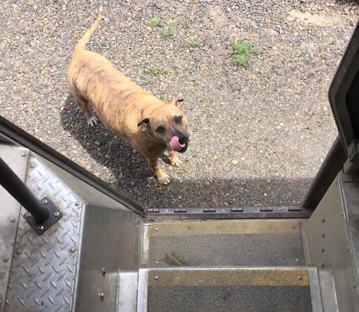 UPS-Delivery-Driver-Dogs-Scott-Hodges