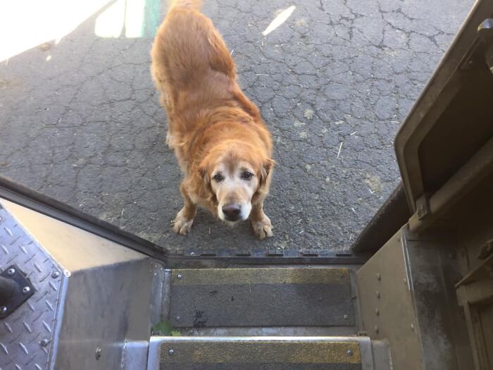 UPS-Delivery-Driver-Dogs-Scott-Hodges