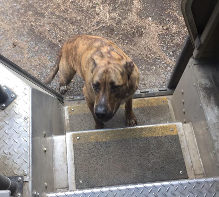 UPS-Delivery-Driver-Dogs-Scott-Hodges