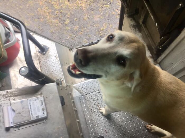 UPS-Delivery-Driver-Dogs-Scott-Hodges