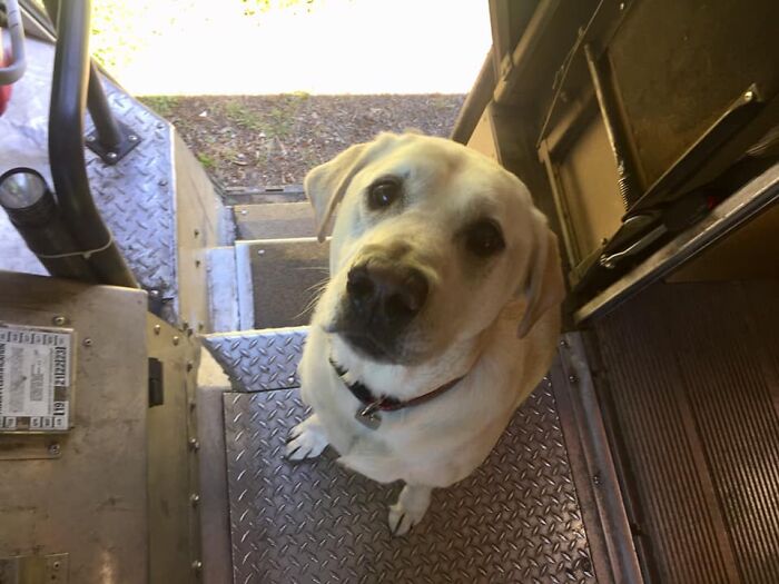 UPS-Delivery-Driver-Dogs-Scott-Hodges