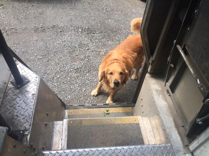 UPS-Delivery-Driver-Dogs-Scott-Hodges