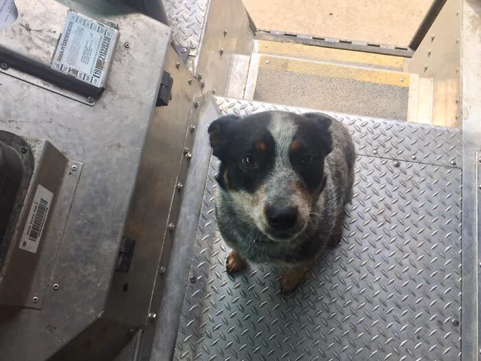 UPS-Delivery-Driver-Dogs-Scott-Hodges