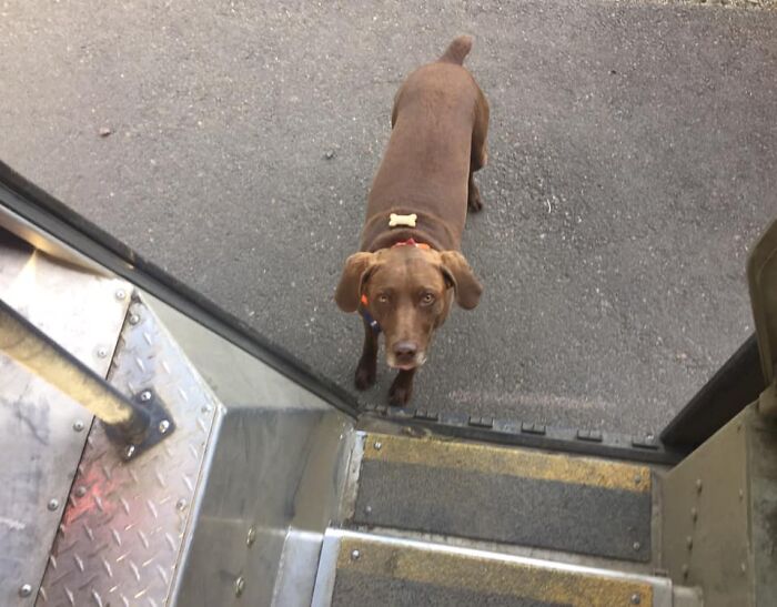 UPS-Delivery-Driver-Dogs-Scott-Hodges