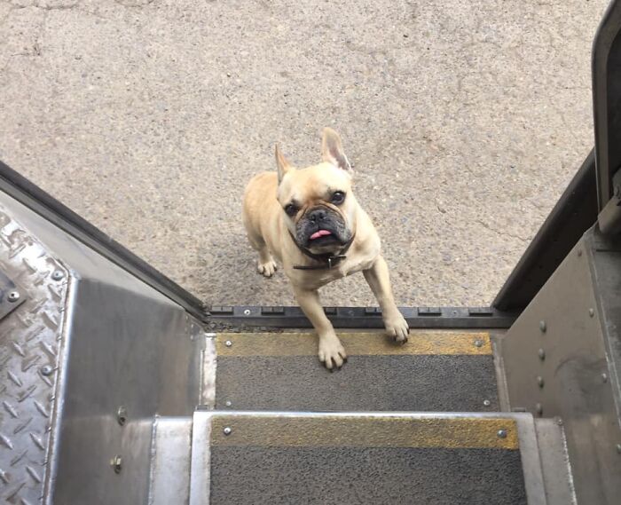 UPS-Delivery-Driver-Dogs-Scott-Hodges