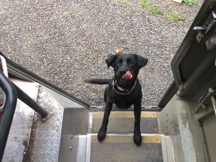 UPS-Delivery-Driver-Dogs-Scott-Hodges