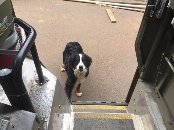 UPS-Delivery-Driver-Dogs-Scott-Hodges