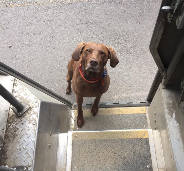 UPS-Delivery-Driver-Dogs-Scott-Hodges