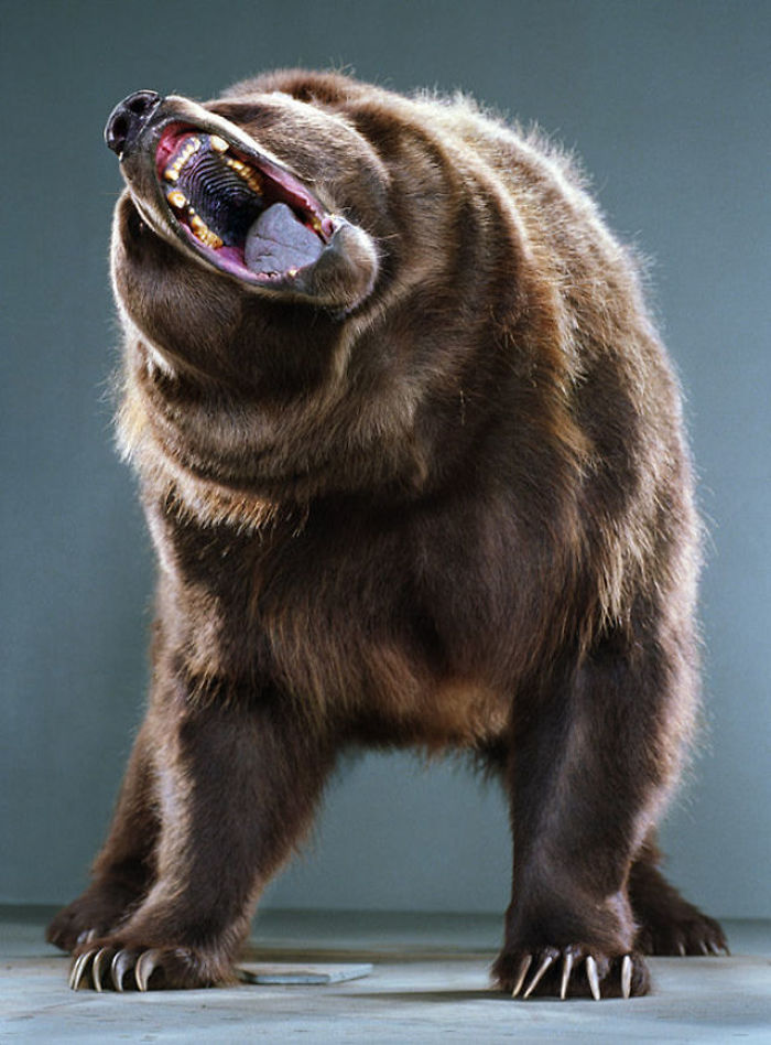 Bears Like You've Never Seen Under A Photographer's Lens (55 Pics)