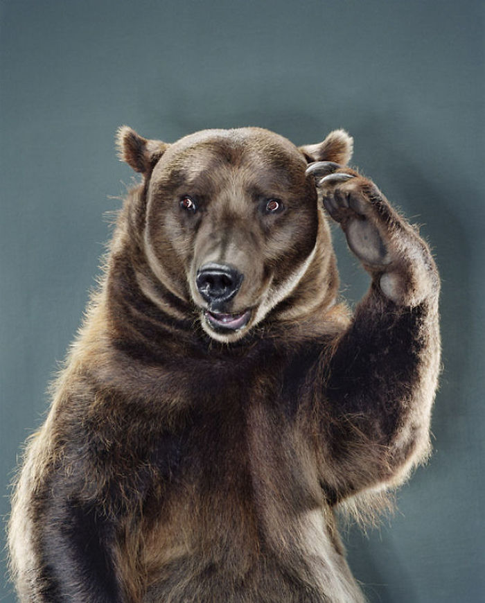 Bears Like You've Never Seen Under A Photographer's Lens (55 Pics)