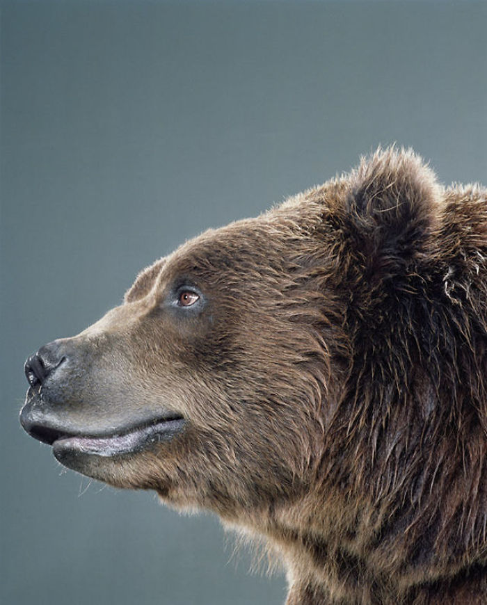 Bears Like You've Never Seen Under A Photographer's Lens (55 Pics)