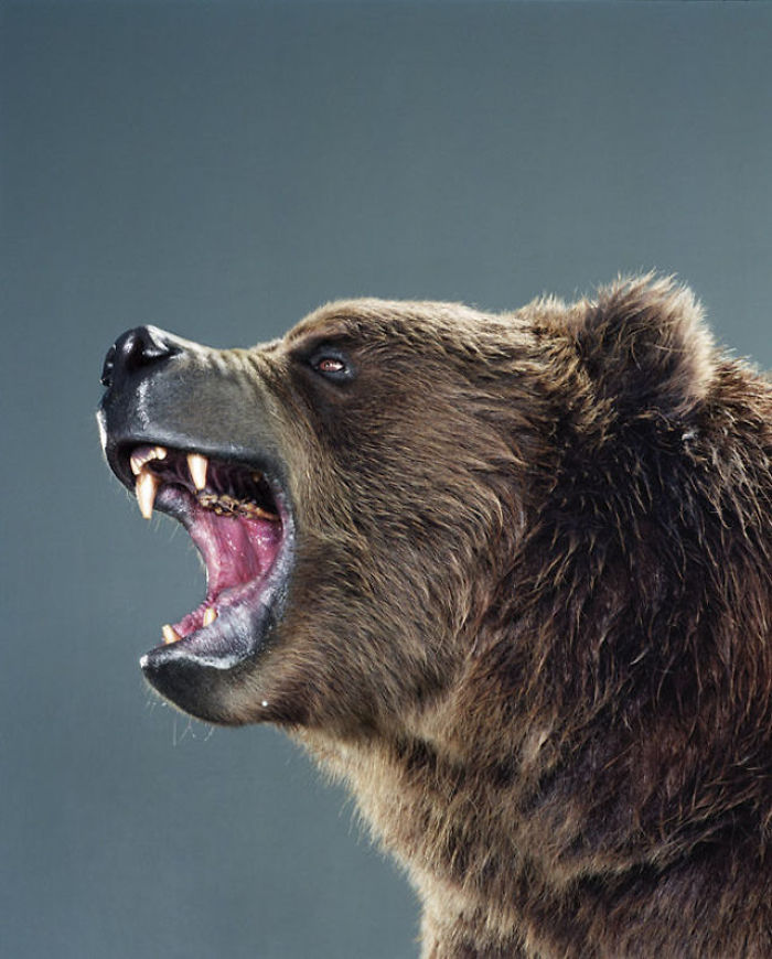 Jill Greenberg Photographed Bears In A Setting You’ve Probably Never Seen B...