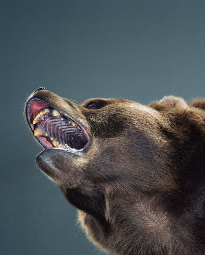 Bears Like You've Never Seen Under A Photographer's Lens (55 Pics)